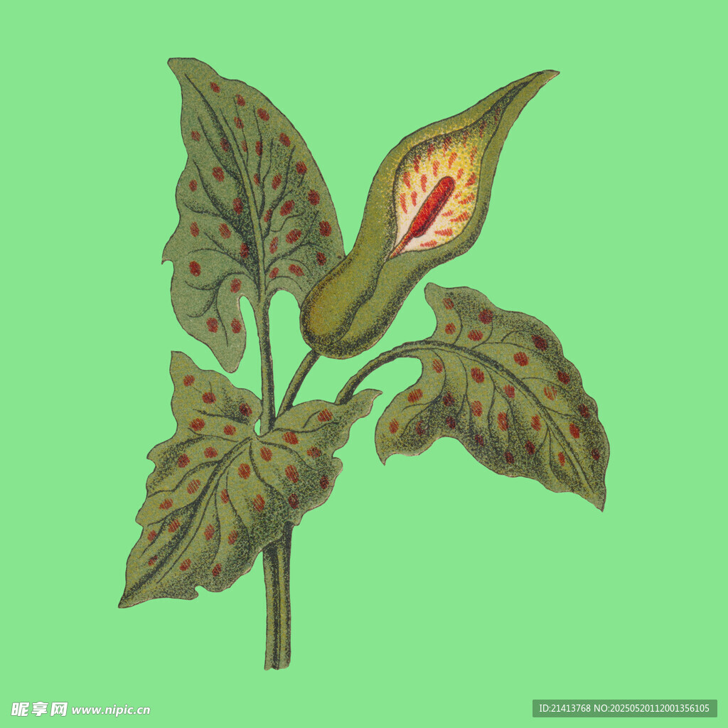海芋植物插畫