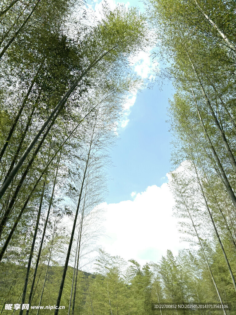 翠綠竹林與藍天白云