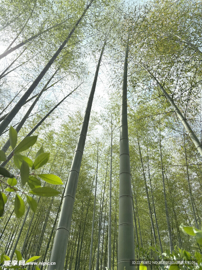 翠綠竹林 挺拔竹竿入云霄