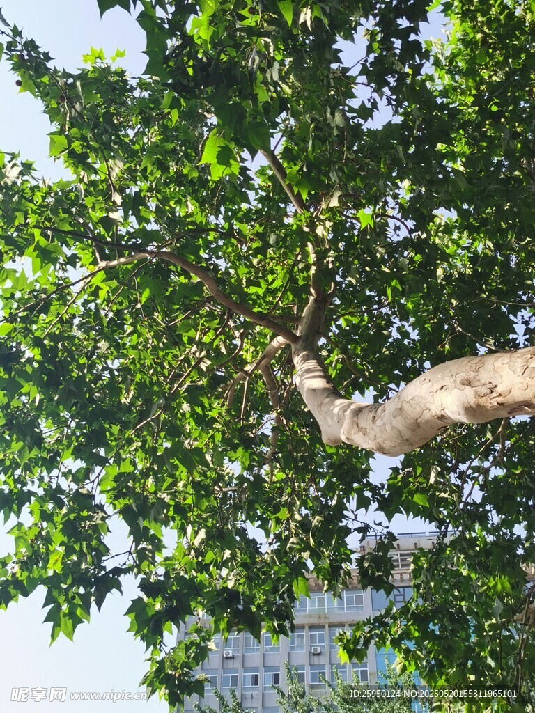 繁茂大樹枝葉綠意盎然