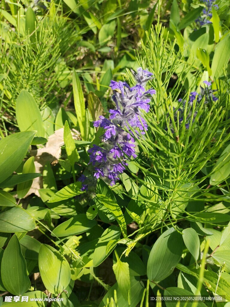 紫色花卉綻放于綠葉間