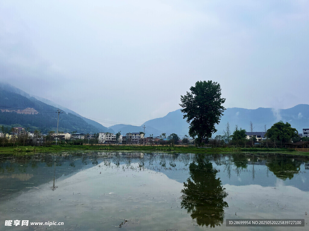 湖畔孤樹映山水美景