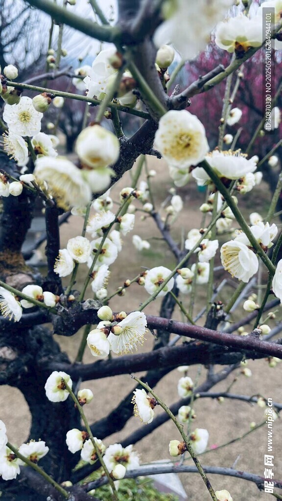 白桃花