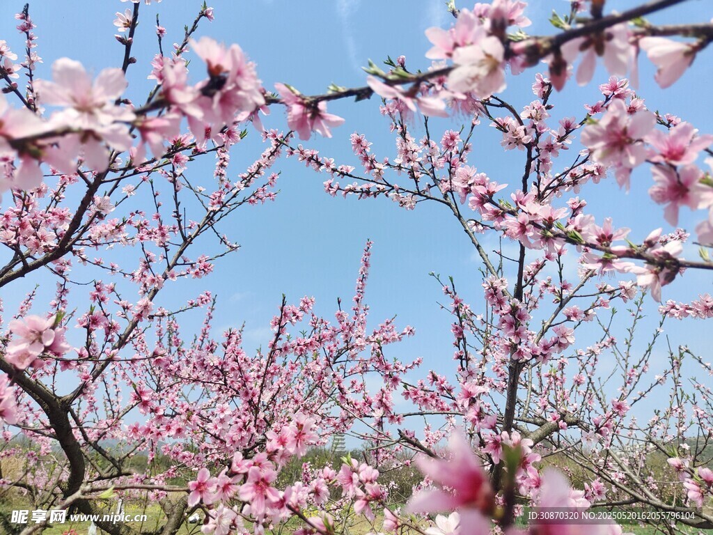 燦爛桃花開