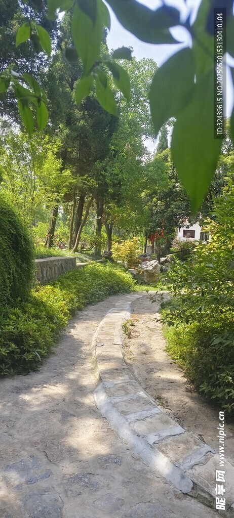 林間小徑 綠意盎然的景致
