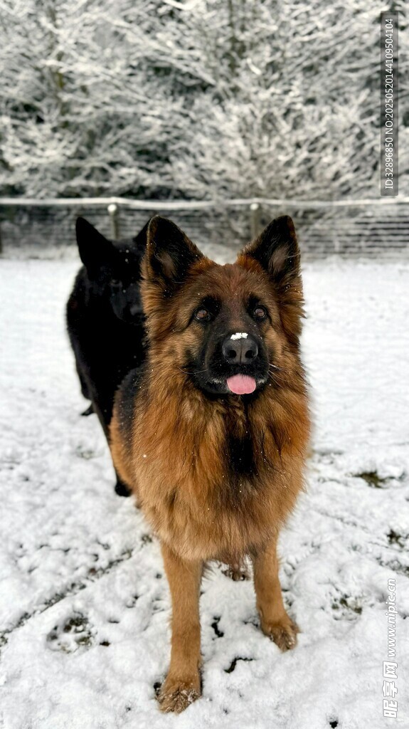 雪地中的兩只德國牧羊犬