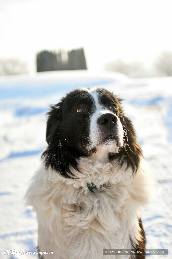 雪地中的可愛長毛狗狗