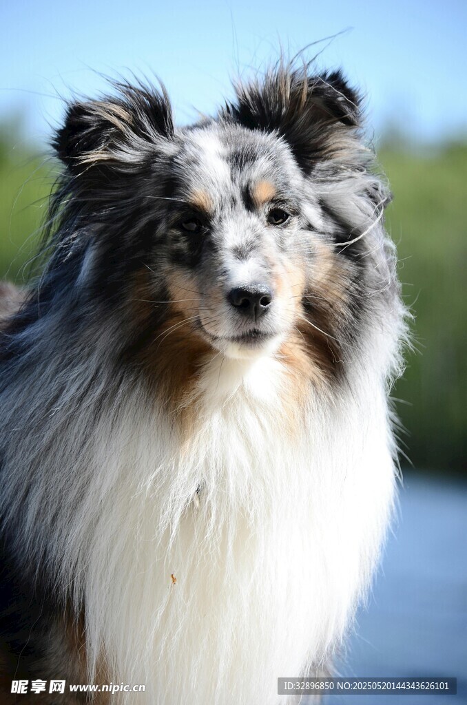 可愛長毛牧羊犬戶外特寫