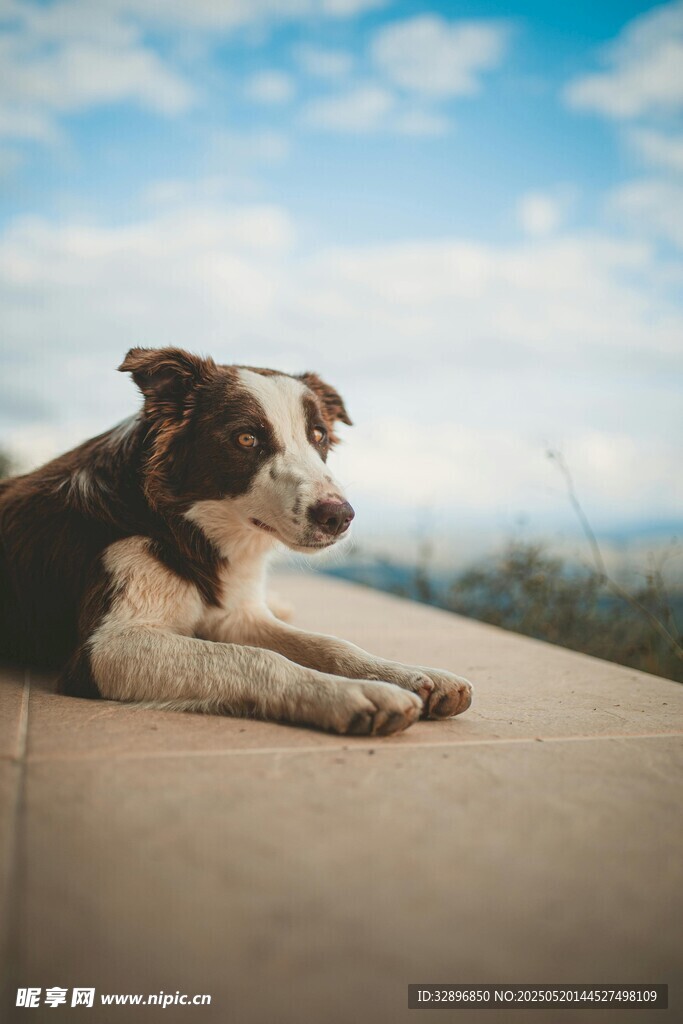 趴著眺望的可愛邊境牧羊犬