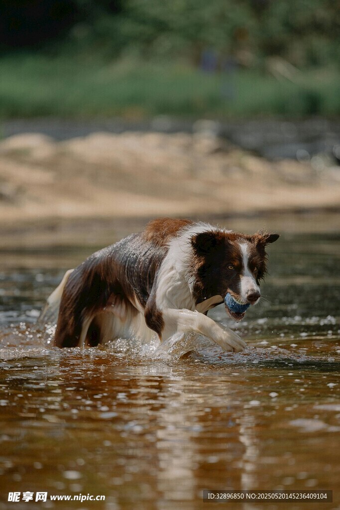 狗狗水中嬉戲