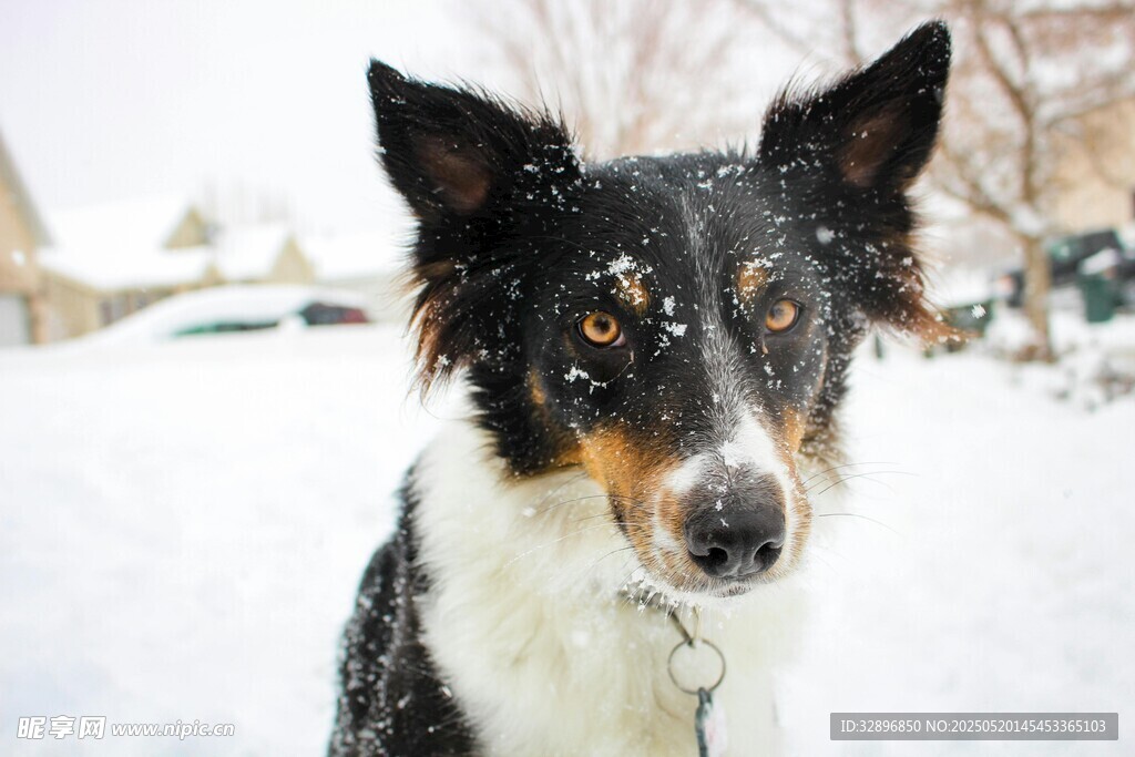 雪地中的帥氣邊牧犬
