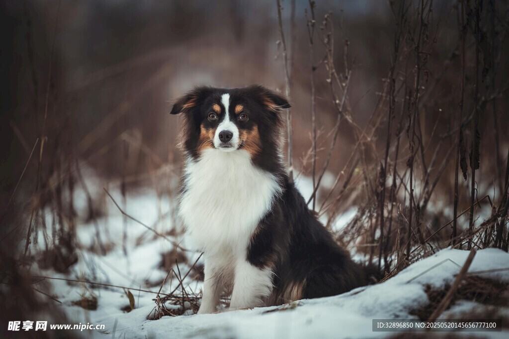雪地中的邊牧犬