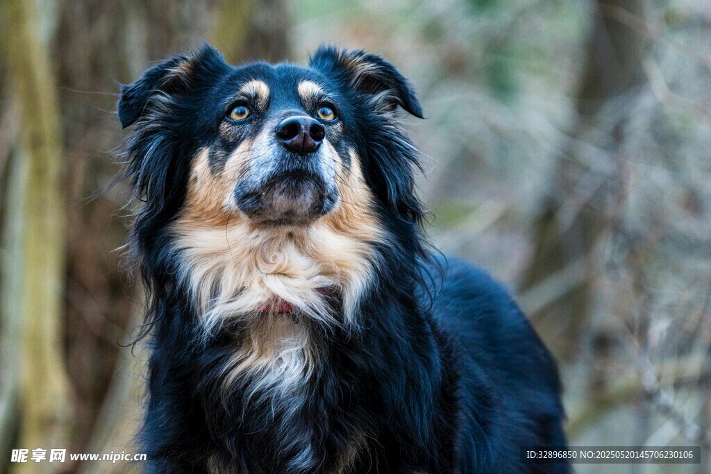 帥氣牧羊犬戶外凝視