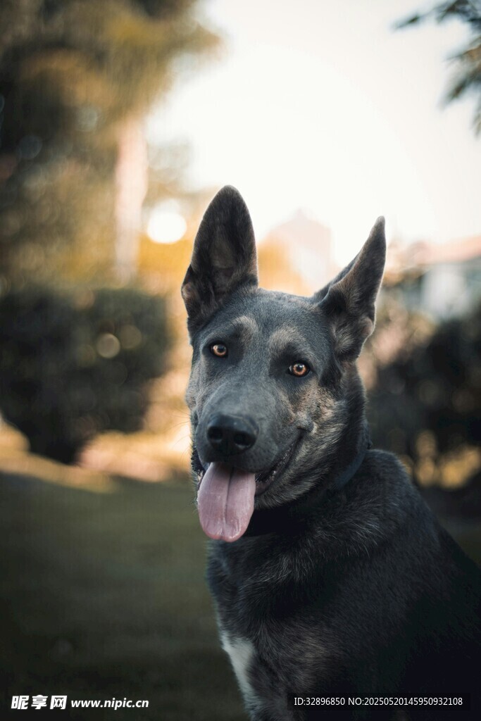 戶外吐舌的帥氣黑犬