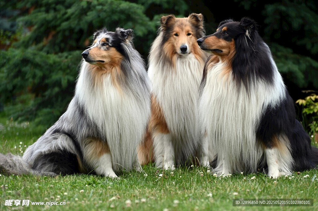 三只牧羊犬草地優(yōu)雅坐立