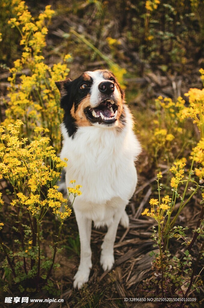 花叢中的喜樂蒂牧羊犬