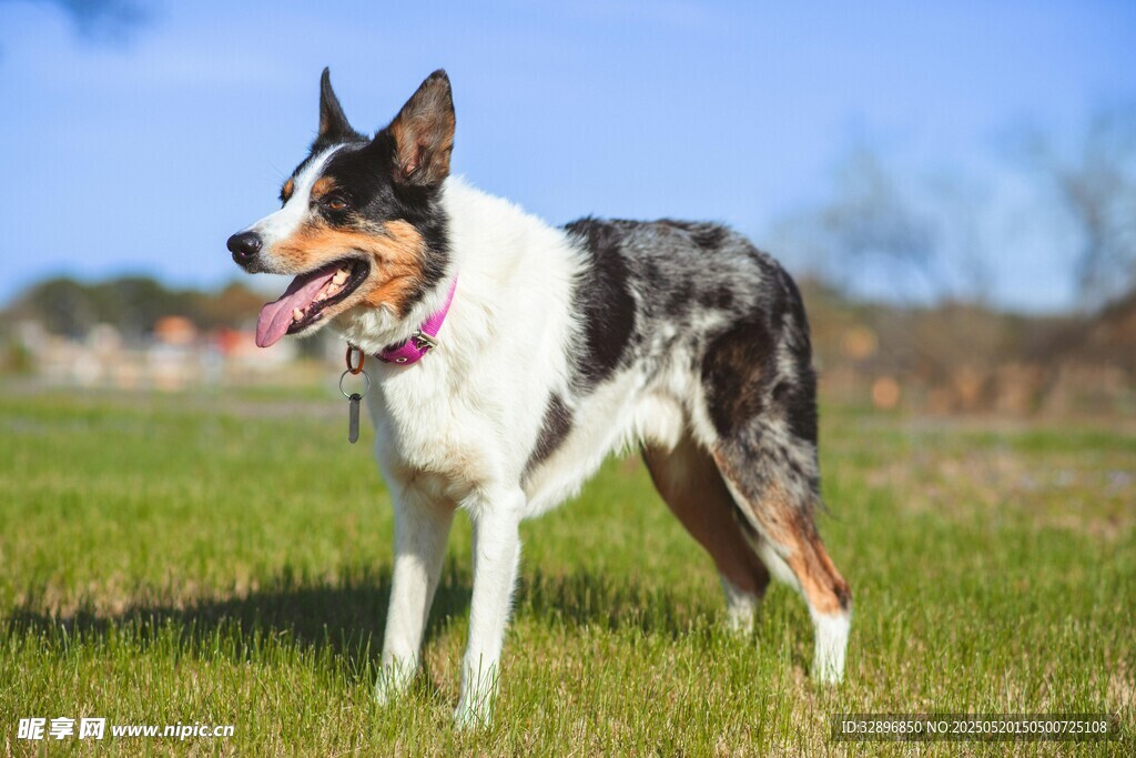 草地站立的三色邊境牧羊犬