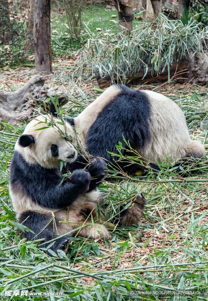 兩只熊貓悠閑進(jìn)食