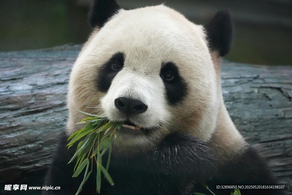 熊貓愜意進食鮮竹葉