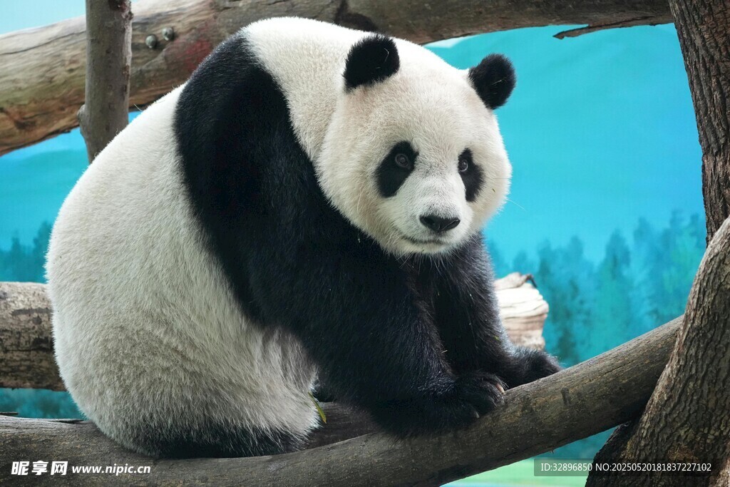 可愛大熊貓坐于樹枝間