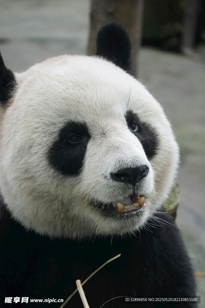 憨態(tài)可掬的大熊貓進(jìn)食中