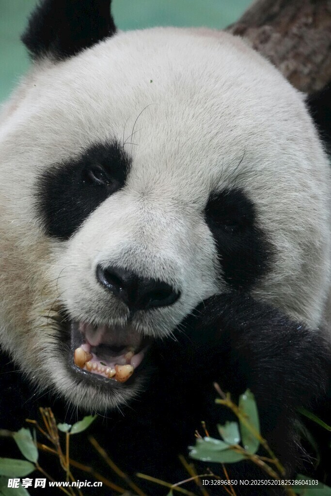憨態熊貓愜意食竹瞬間
