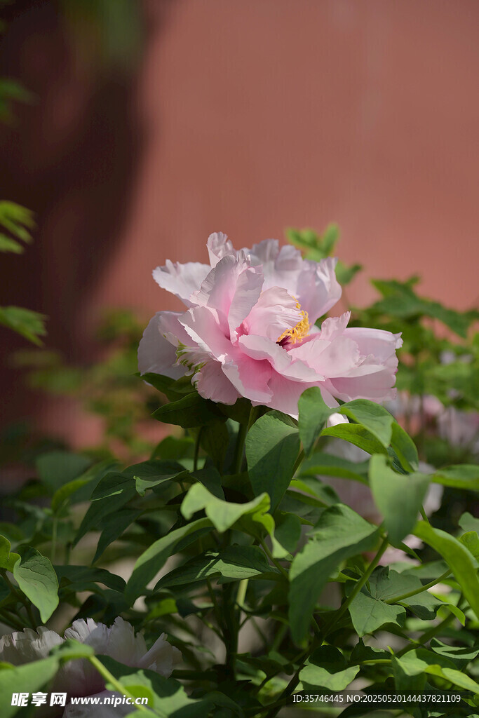 嬌艷綻放的粉色月季花