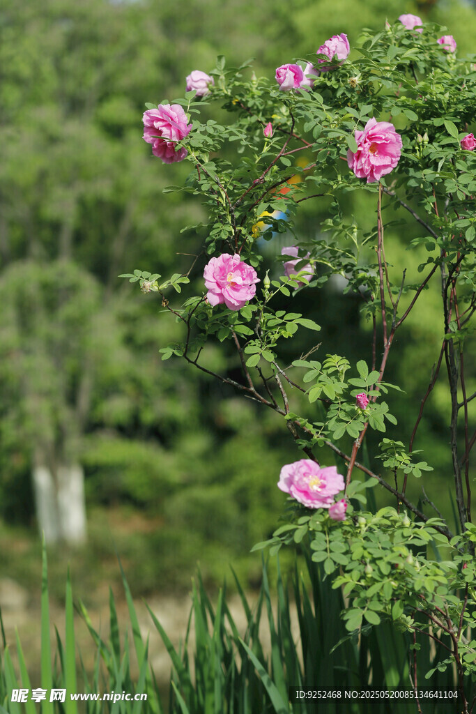粉月季花 