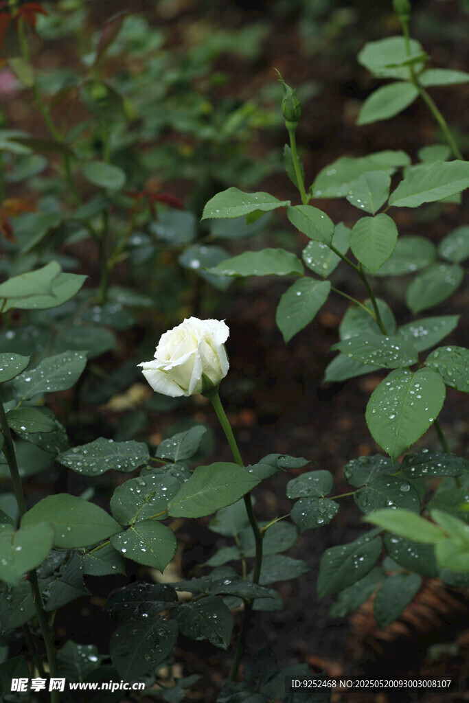  白花