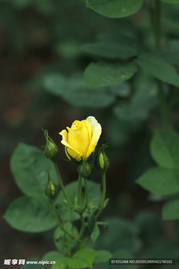 玫瑰花苞 