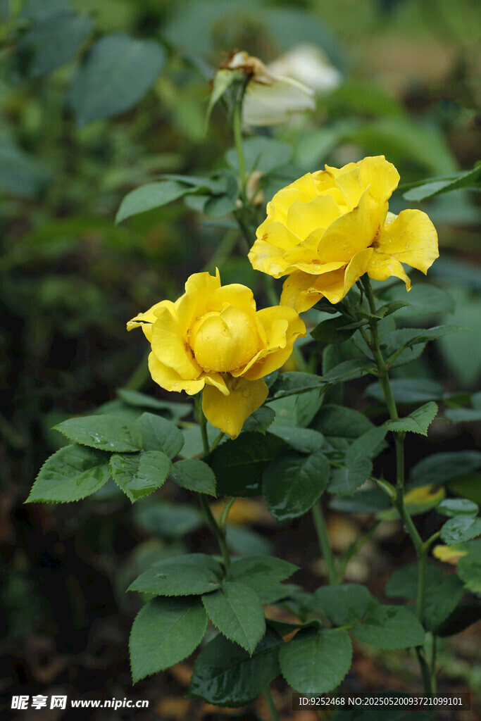 月季花 