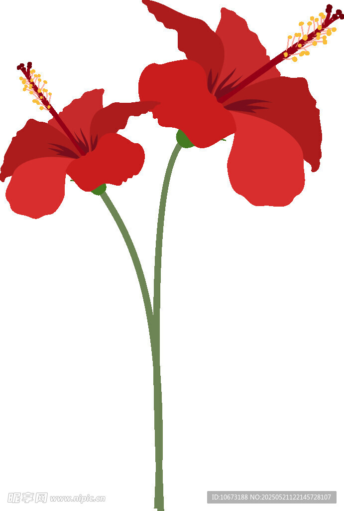 兩朵鮮艷紅色扶桑花