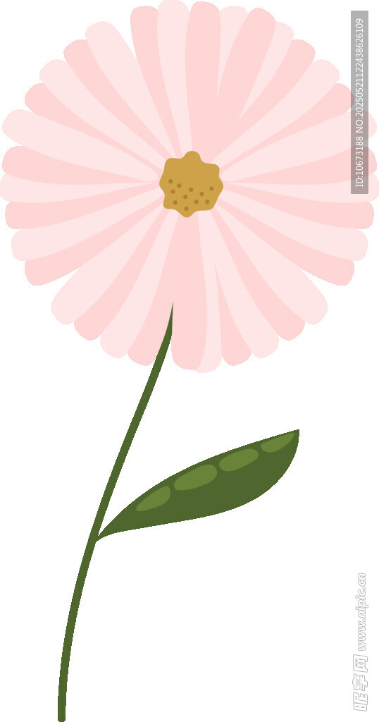 粉色雛菊插畫