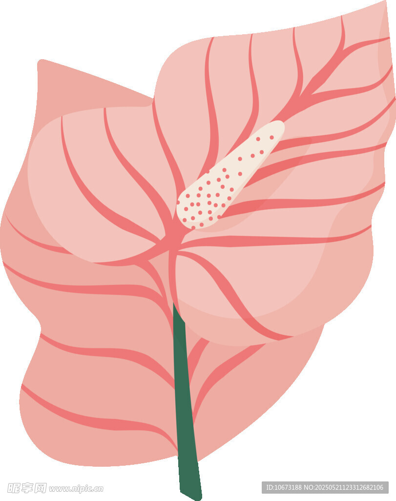 粉色海芋葉片插畫