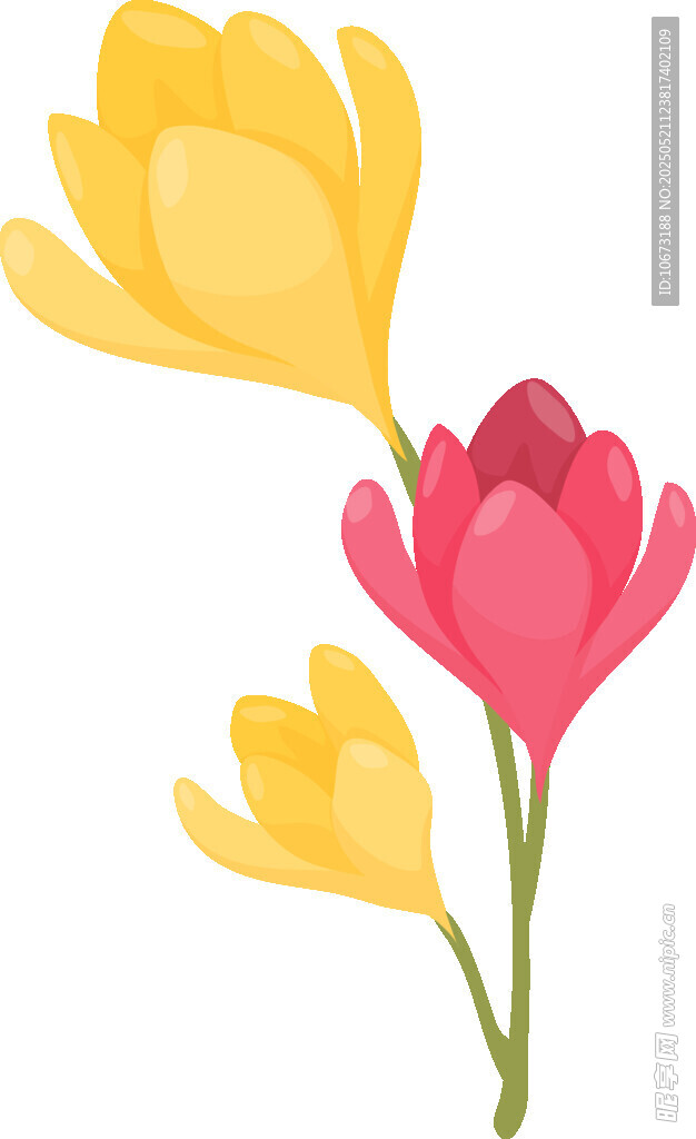 多彩番紅花插畫