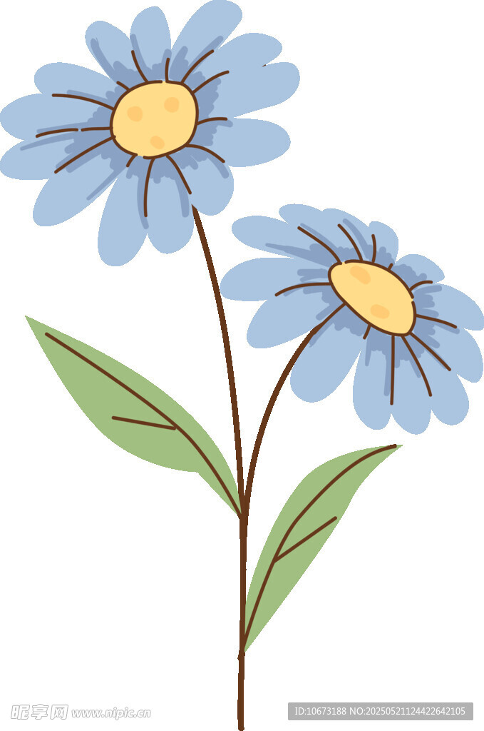 兩朵藍色雛菊插畫