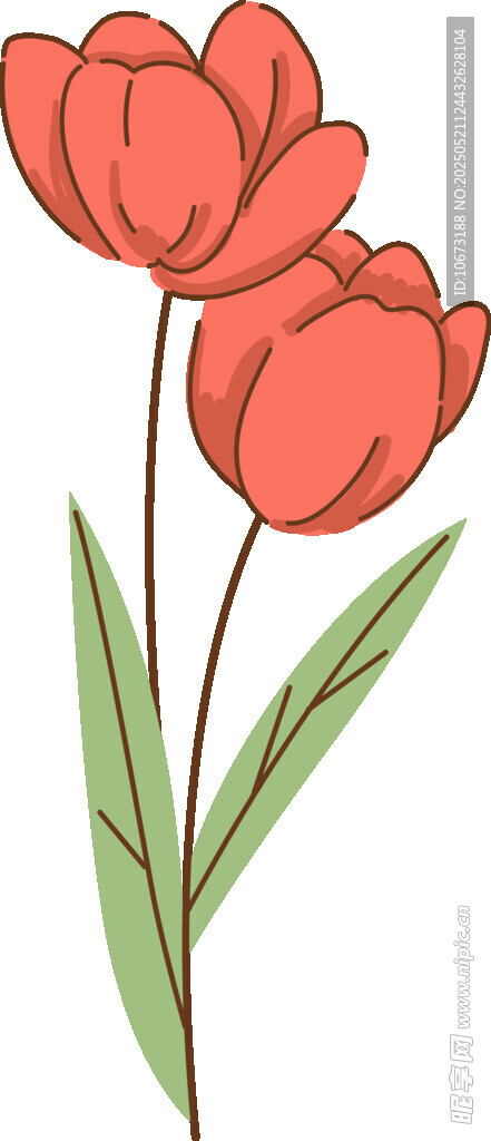 三朵紅色郁金香插畫