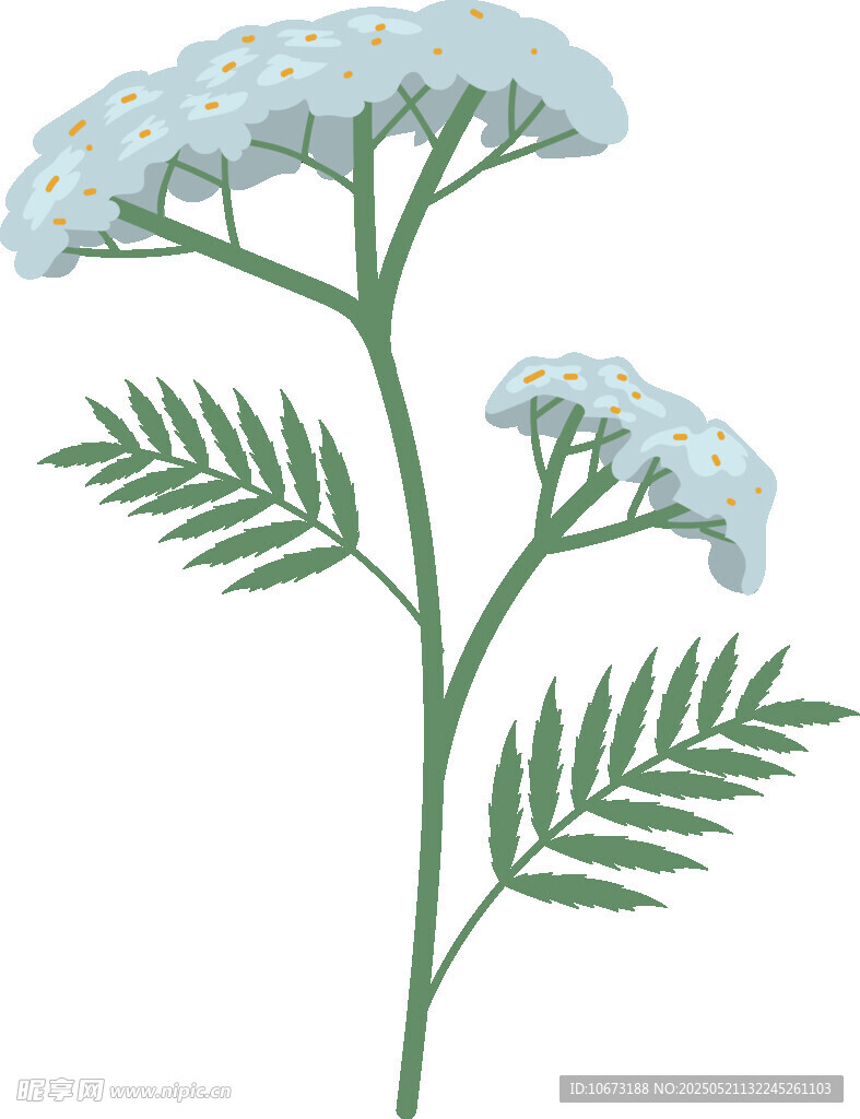 西洋蓍草插畫植物圖
