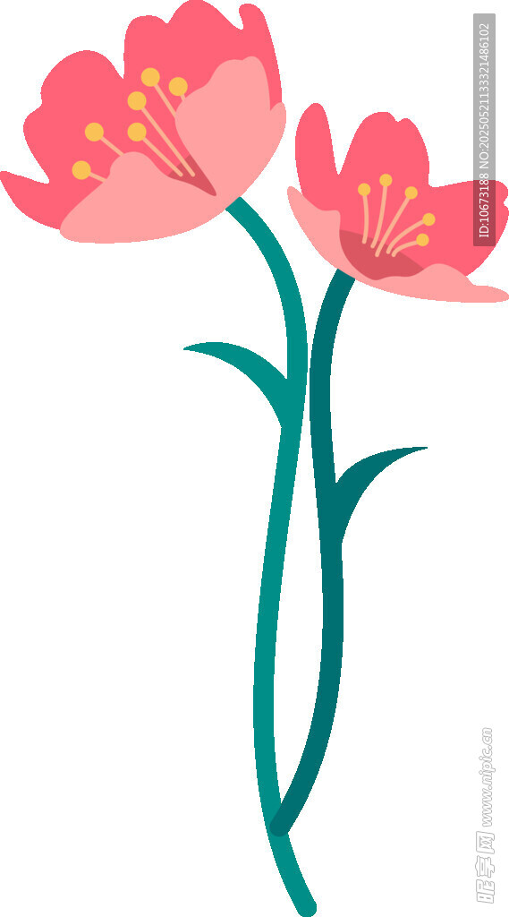 兩朵粉色花朵插畫