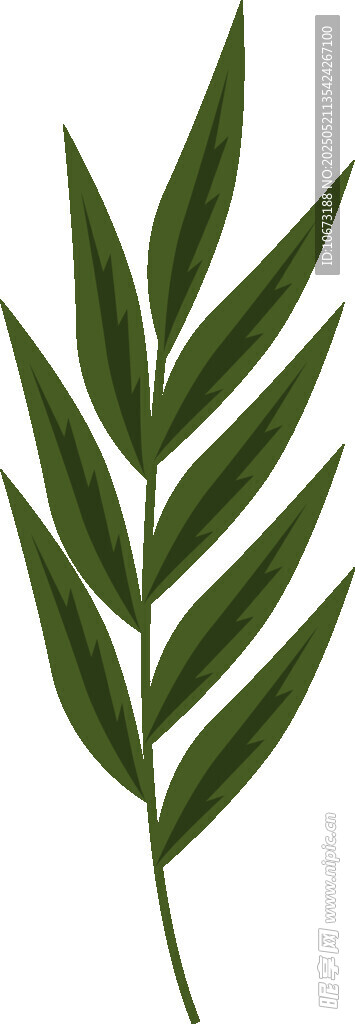 單枝翠綠羽狀葉片植物