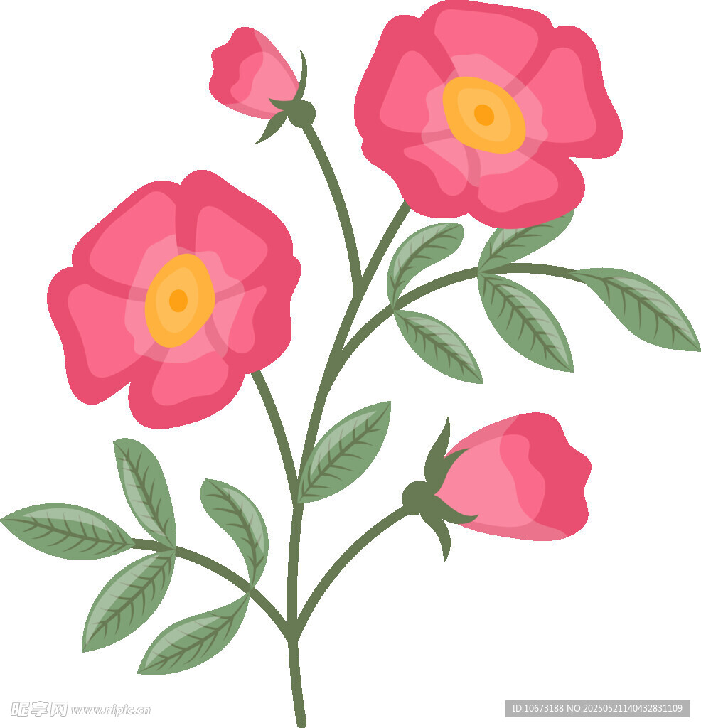 粉色薔薇花枝插畫