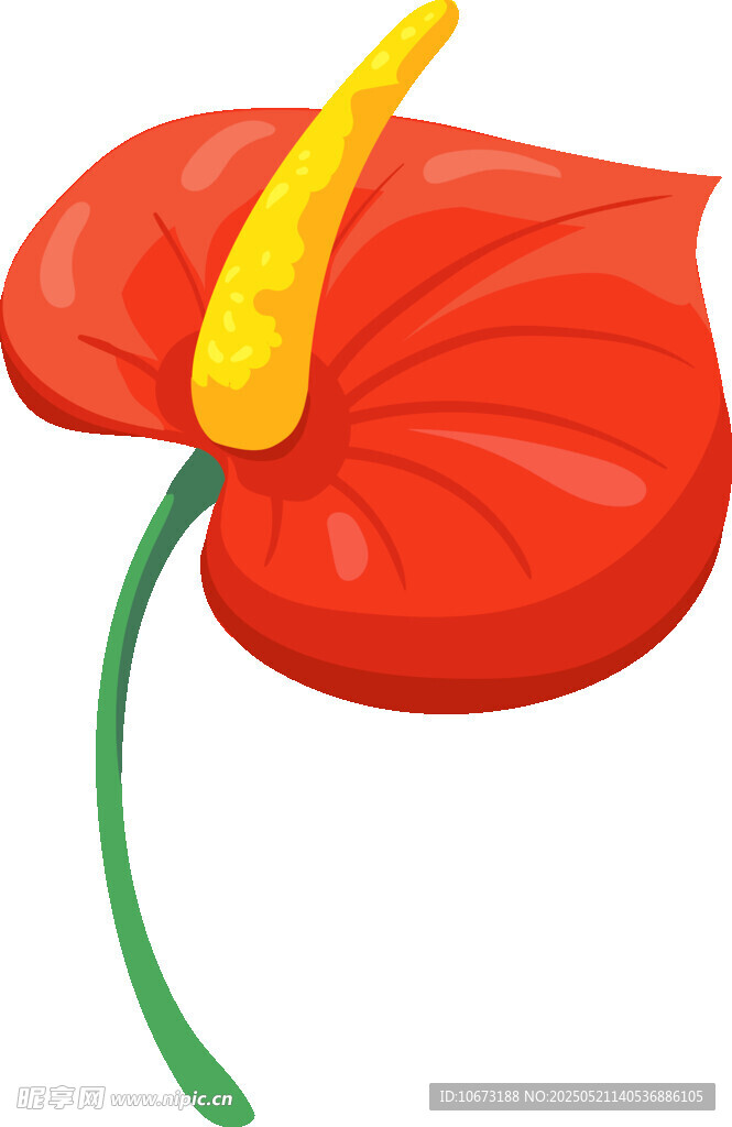 鮮艷紅掌花插畫