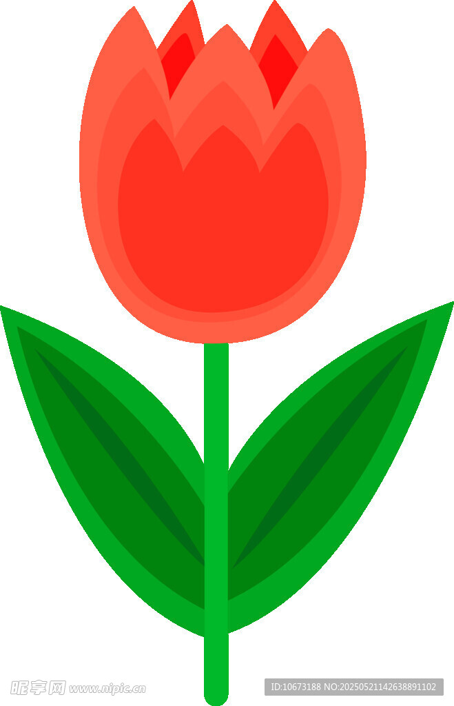 紅色郁金香插畫