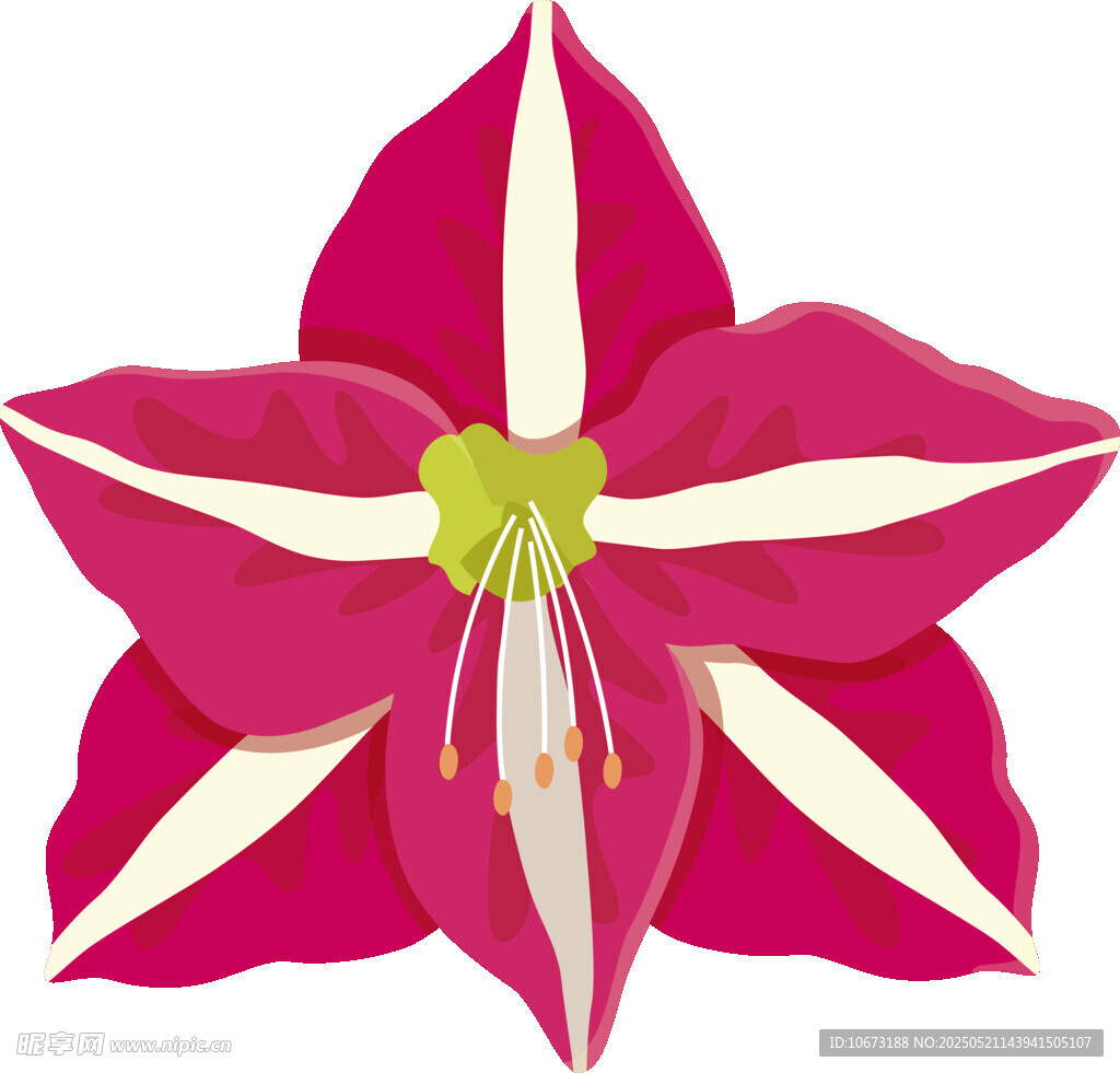 艷麗條紋朱頂紅花朵