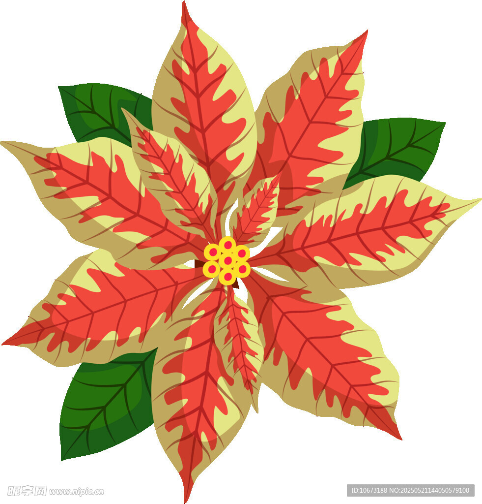 一品紅花卉插畫
