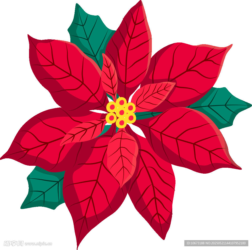 紅色一品紅花卉插畫