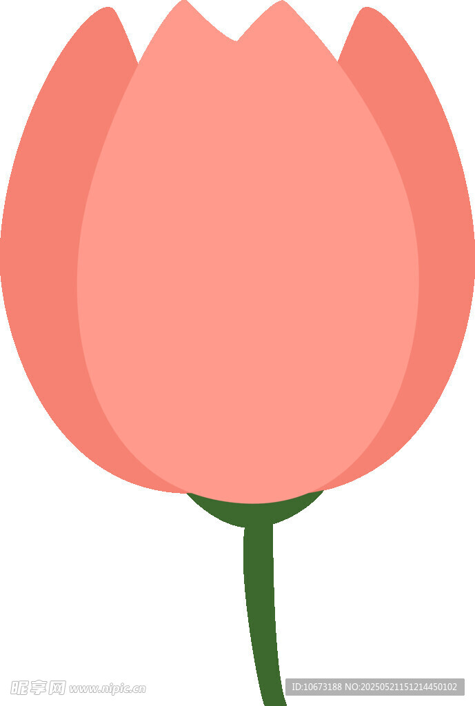 粉色郁金香花朵插畫