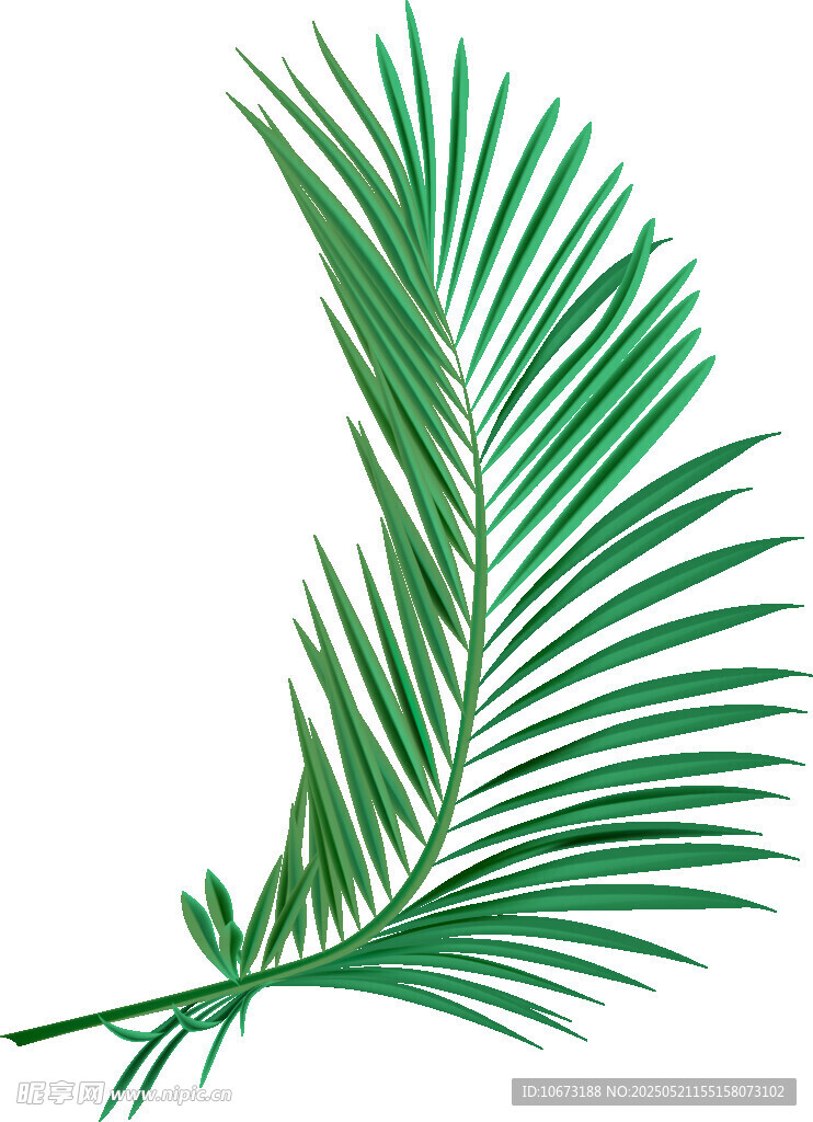 綠色棕櫚葉植物素材