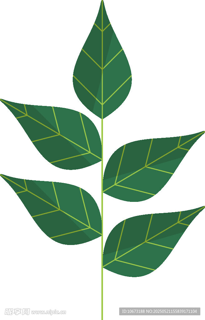 綠色五葉植物插畫
