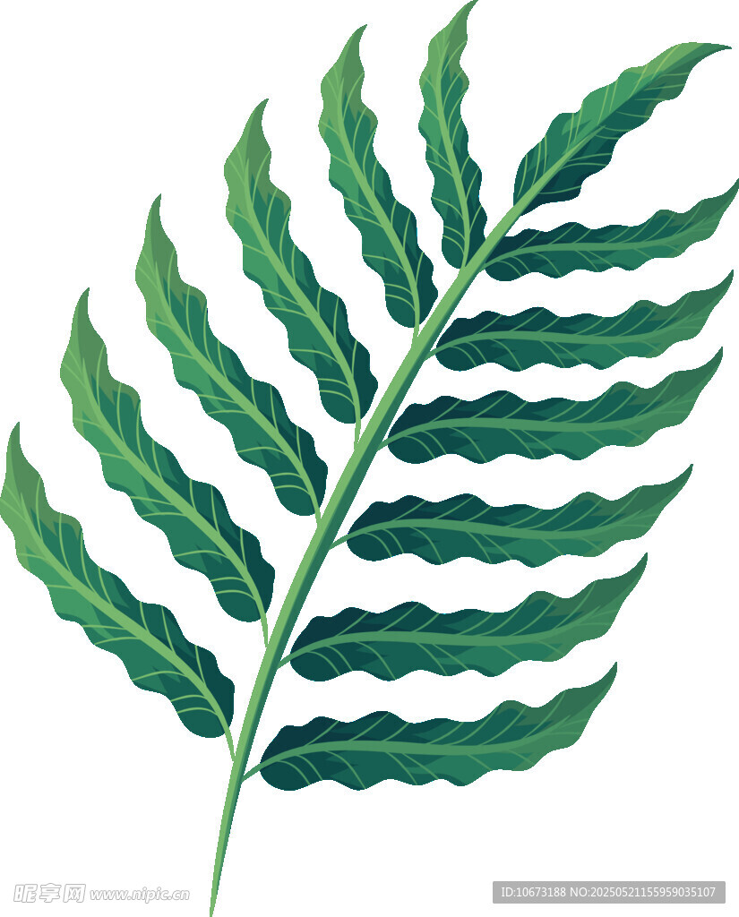 翠綠蕨類葉片插畫